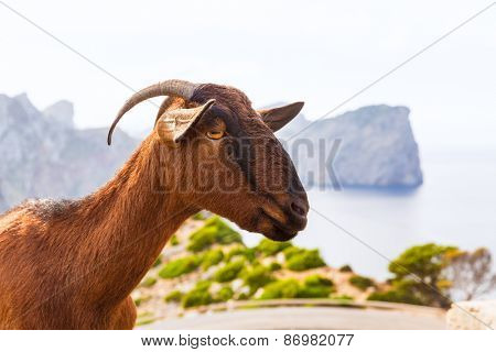 Majorca goat in Formentor Cape Lighthouse at Mallorca