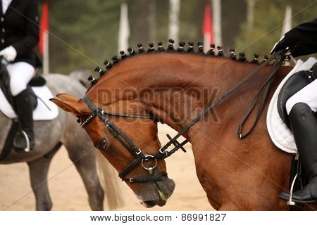Brown Sport Horse Portrait During Dressage Test