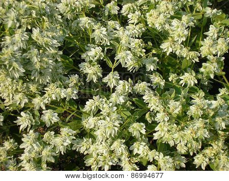 White Flowers. Background.