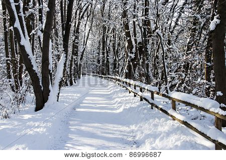 A winter walkway