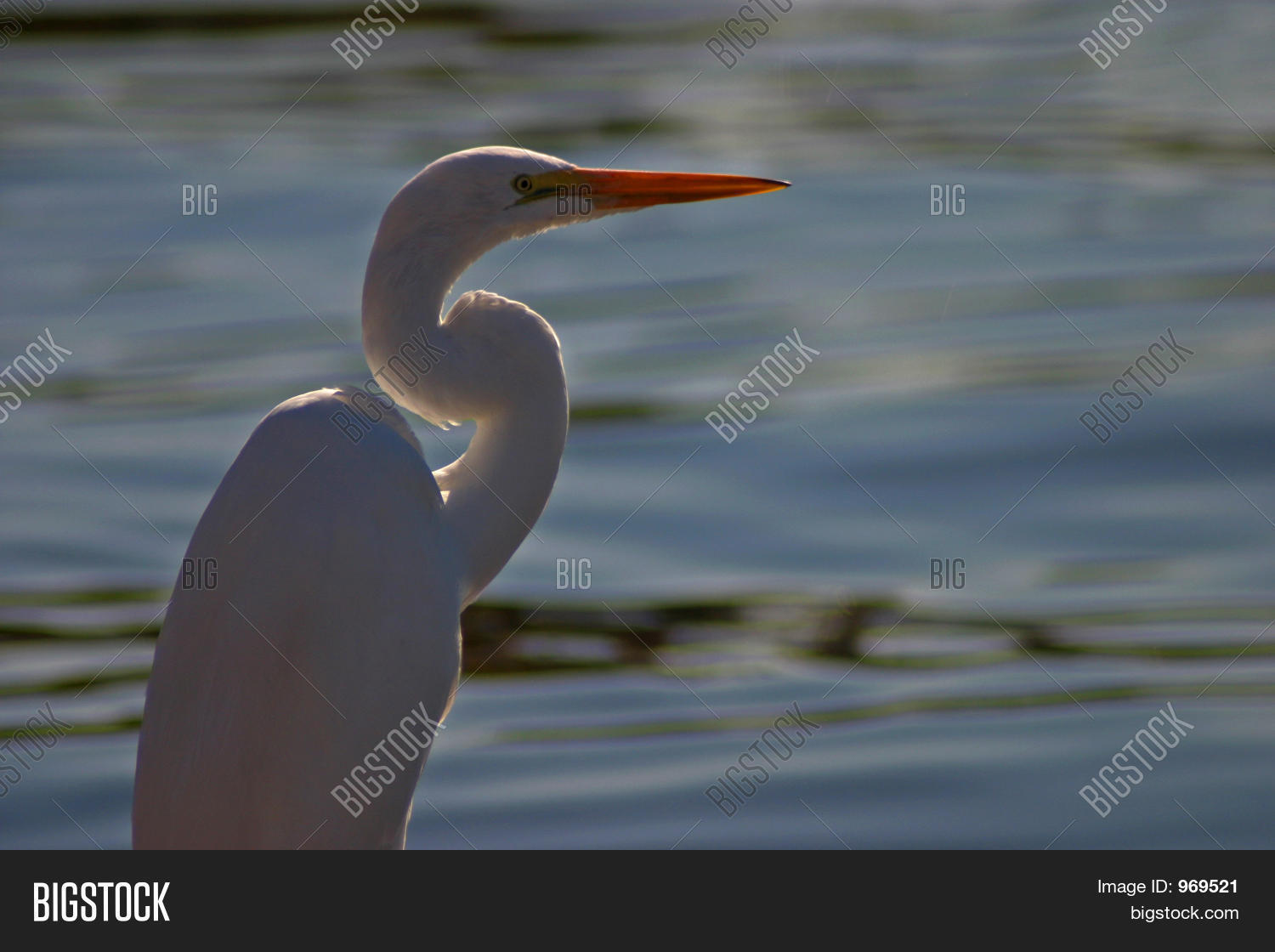Image Preview