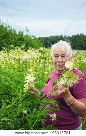 Woman In The Summer Picking Flowers  Meadowsweet