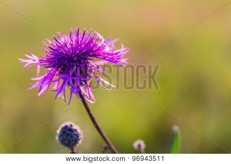 Beautiful Violet Thistle Flower Close Up