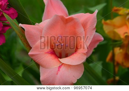 Pink iris during flowering - summer bouquet