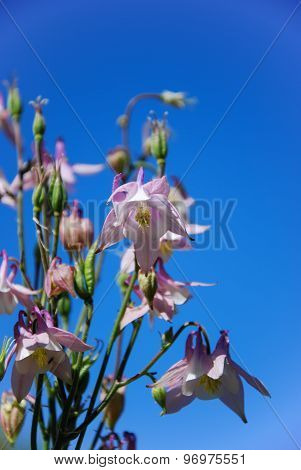 Pink Aquilegias