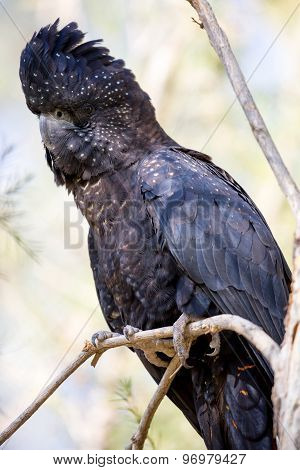 Australian Red-Tailed Black Cockatoo