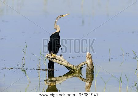 Darter