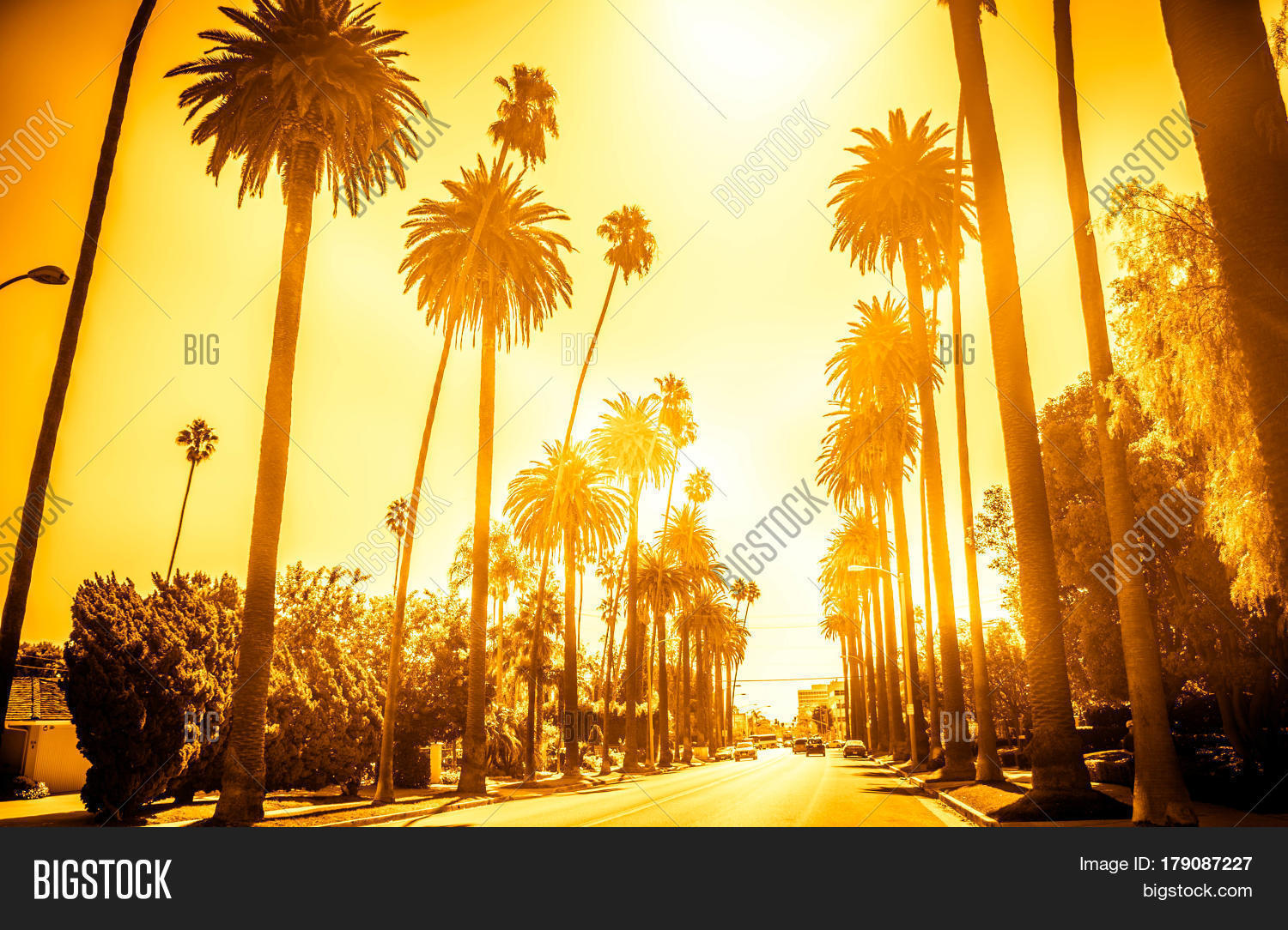 Street Palm Trees Image & Photo (Free Trial) Bigstock