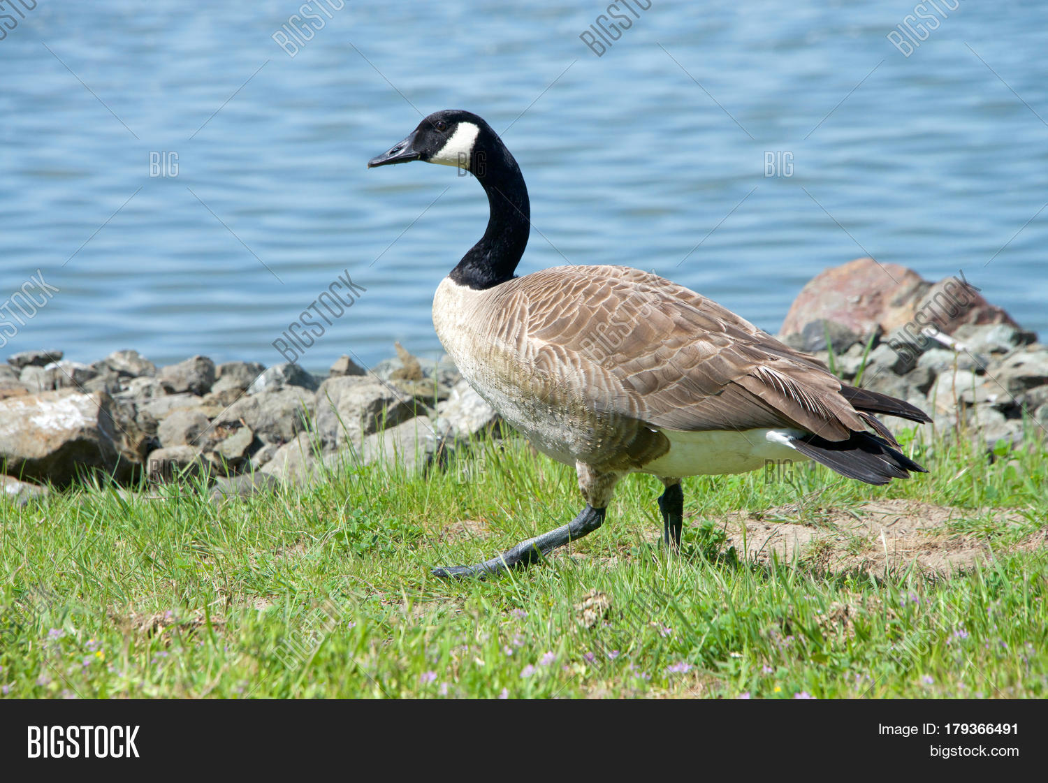 canada goose natural predator canada goose natural predator