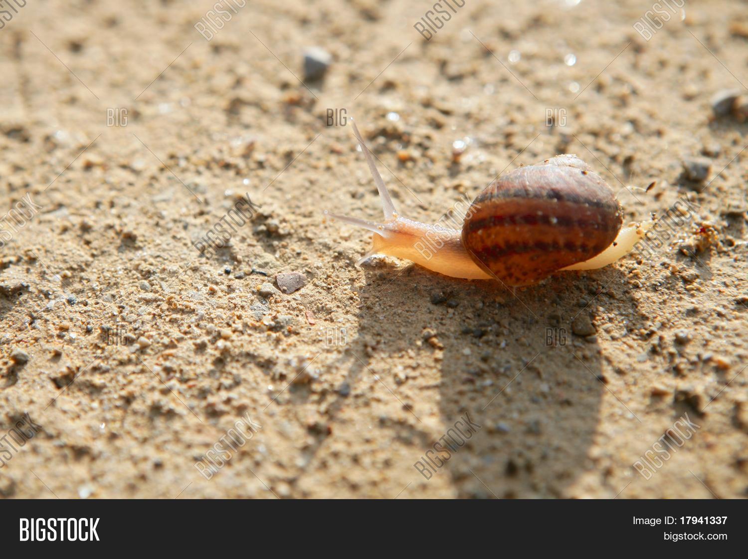 Brown Snail Back Light Image & Photo (Free Trial) Bigstock