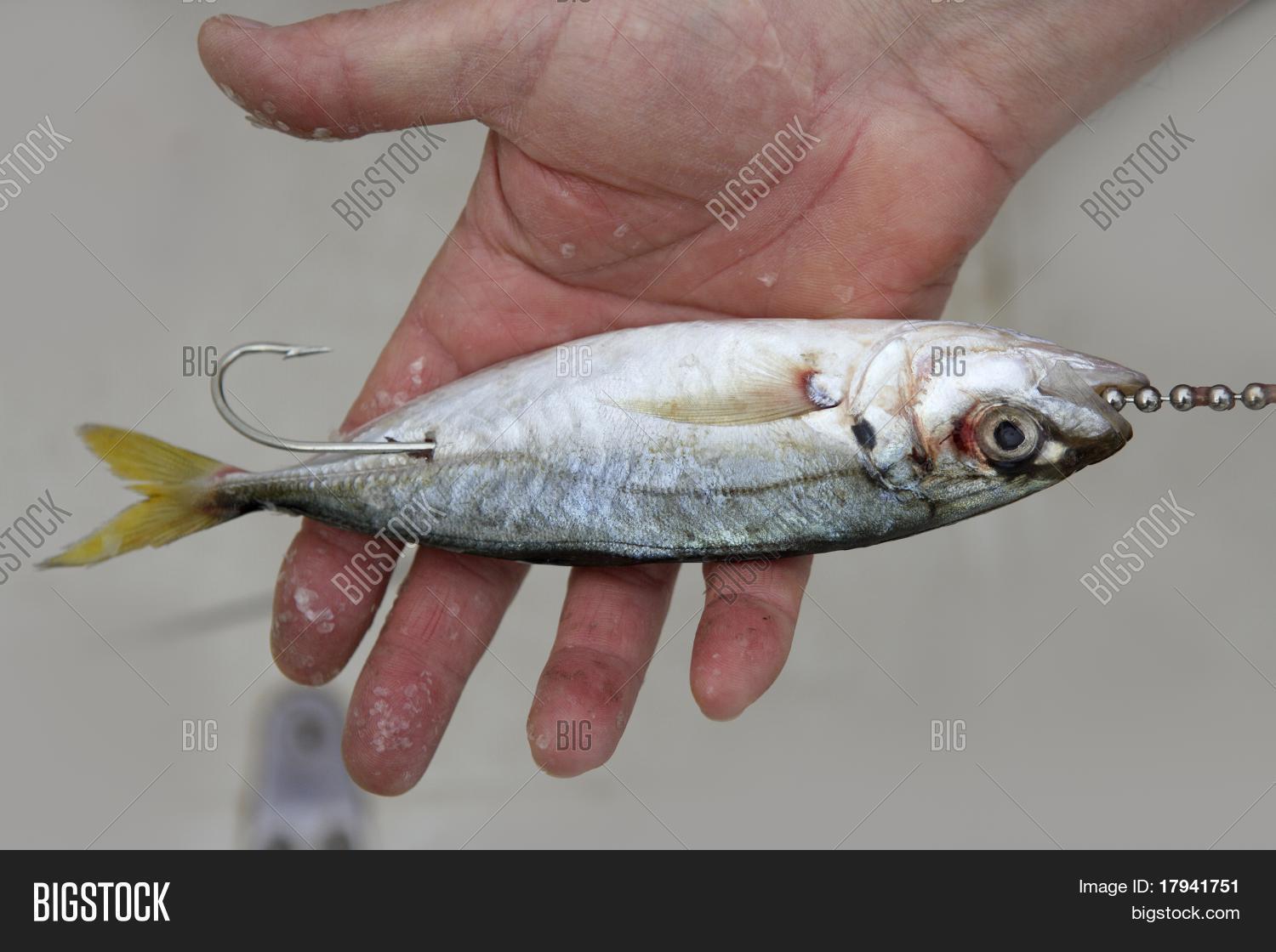 Goggle Eye Mackerel Image & Photo (Free Trial) Bigstock