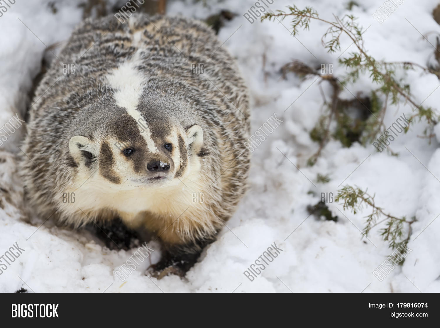 Badger Hunts Prey Image & Photo (Free Trial) Bigstock