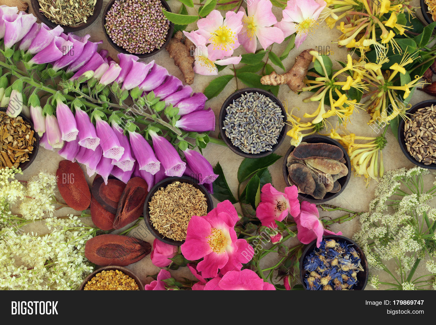 Medicinal Herb Flower Image & Photo (Free Trial) Bigstock