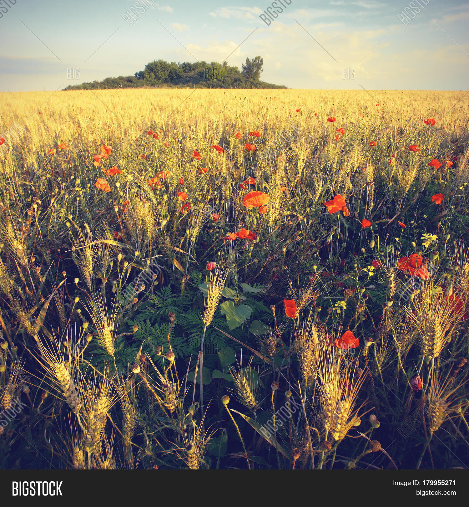 V field. V field. Мельбурн крикет граунд. Поле для крикета. Поле с высокой травой.