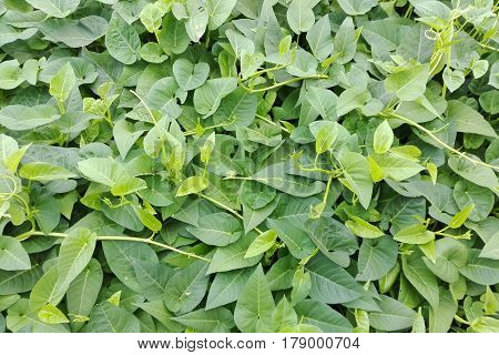 morning glory vegetable convolvulaceae in the field