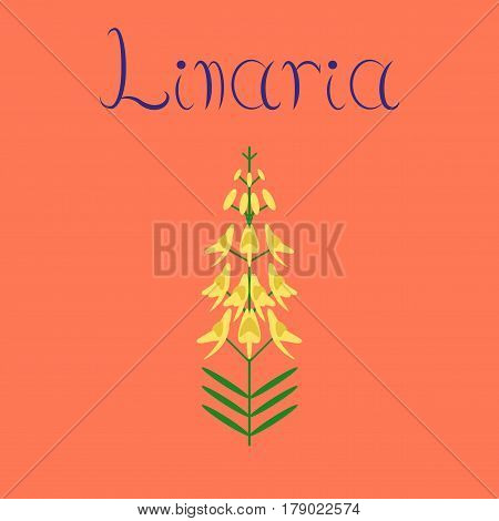 flat illustration on stylish background herb Linaria