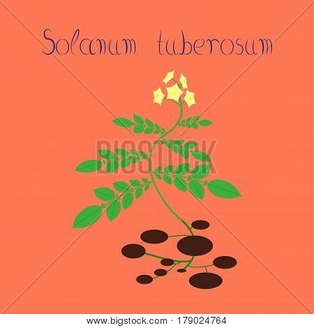 flat illustration on stylish background plant Solanum