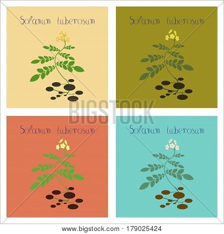 assembly of flat Illustrations nature plant Solanum