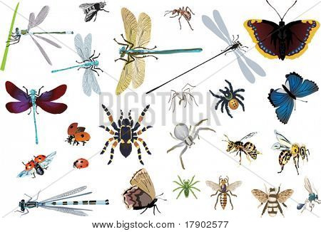 Ilustración con insectos aislado sobre fondo blanco