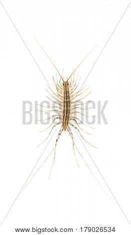 Yellowish-grey centipede, isolated on white