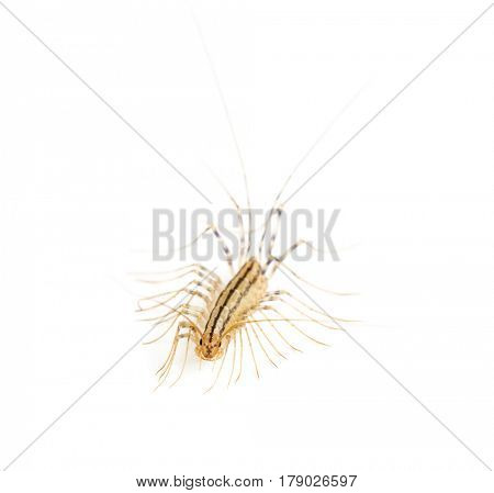 Yellowish-grey centipede, isolated on white