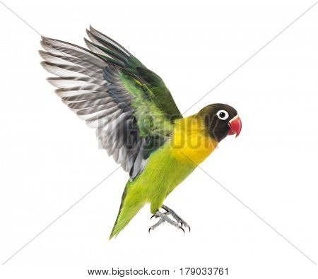 Yellow-collared lovebird flying, isolated on white