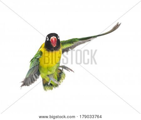 Yellow-collared lovebird flying, isolated on white
