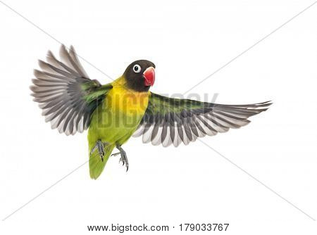 Yellow-collared lovebird flying, isolated on white