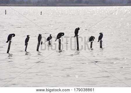 cormoran on top wooden pole in massaciuccoli lake italy