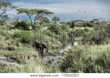 Elephant drinking in watercourse in Serengeti National Park