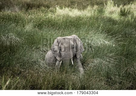 Elephant lying in Serengeti National Park