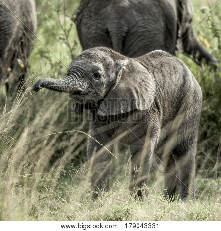 Calf elephant in Serengeti National Park