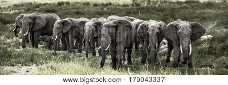 Group of elephants in Serengeti National Park