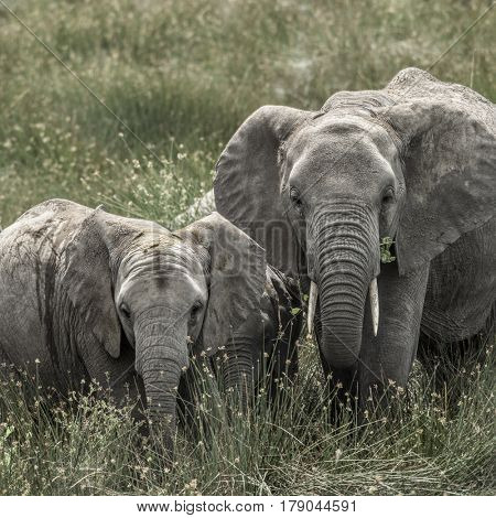 Elephant and calf in Serengeti National Park
