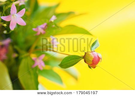 Pink Peony bud in the bouquet on the blurred bright yellow background