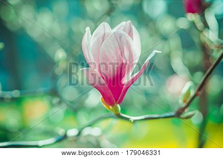 Beautiful pink Magnolia flower on the bright blurred background