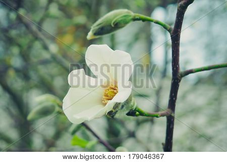 Beautiful white Magnolia flower on the blurred background