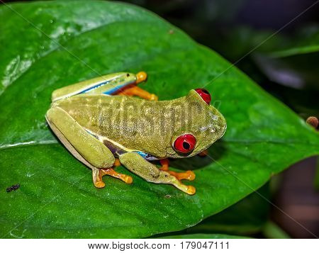 red eyed tree frog (Agalychnis callydrias) on green leaves background