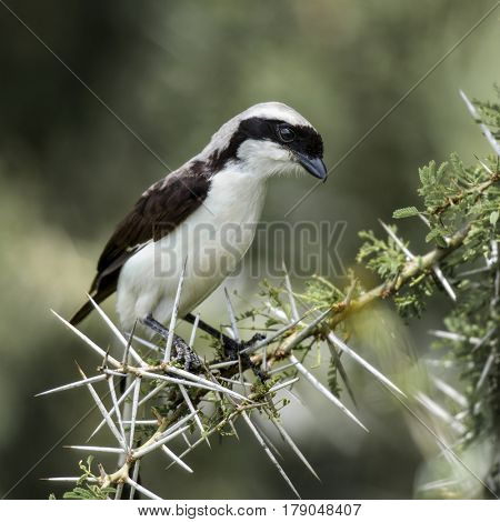 Northern white-crowned shrike perched on a acacia