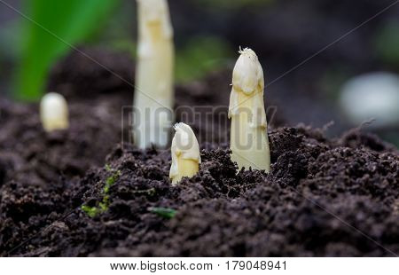 Young and fresh white asparagus - spring growth on cultivated fields organic farm in the Netherlands