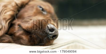 Website banner - noze of a sleeping lazy Irish Setter dog