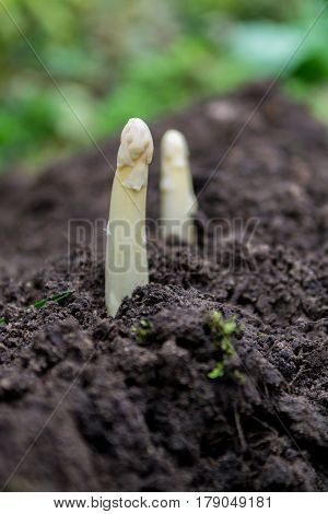 Young and fresh white asparagus - spring growth on cultivated fields organic farm in the Netherlands