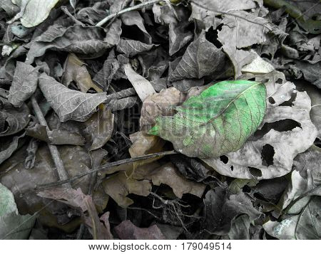 dryness leafs texture in forest ground nature
