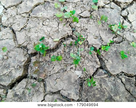young plants weed on dryness soil nature
