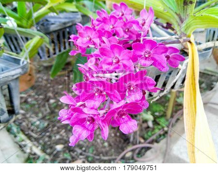magenta purple orchid flower close up in garden nature