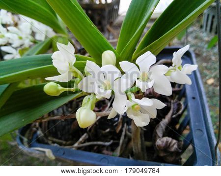 white orchid flower close up in garden nature