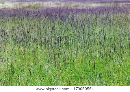 Natural wet meadow with purple moor grass (Molinia caerulea).