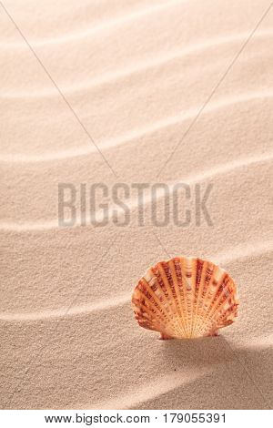 sseashell standing in rippled beach sand. Conccept for summer holiday vacation. Sea shell with texture background and copy space.