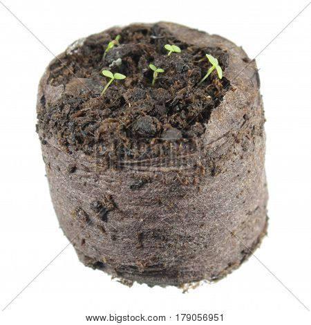 Seedling of ring bellflower (Symphyandra pendula) with two green cotyledon leaves in clod of soil isolated on white background
