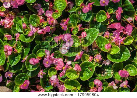 Closeup to Beautiful Pink Begonia/ Begoniaceae Background